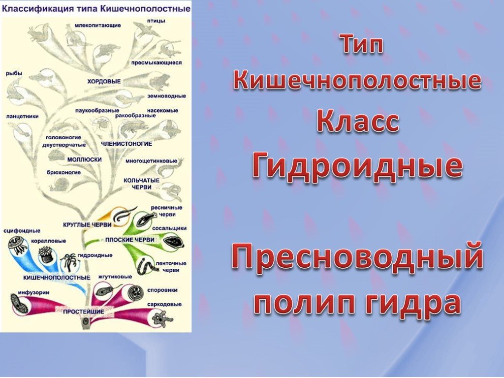 Кракен сайт официальный onion