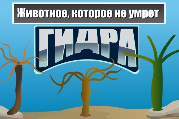 Маркетплейс кракен купить